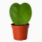 Hoya kerri heart shaped plant 