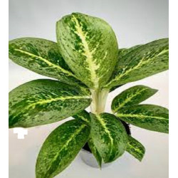 Aglaonema Key Lime 