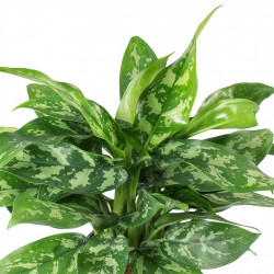 Aglaonema maria - chinese evergreen