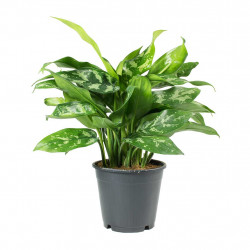 Aglaonema maria - chinese evergreen