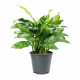 Aglaonema maria - chinese evergreen