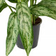 Aglaonema Silver Queen - chinese evergreen