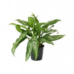 Aglaonema Silver Queen - chinese evergreen