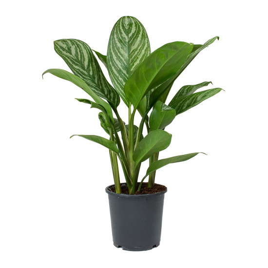 Aglaonema stripes chinese evergreen