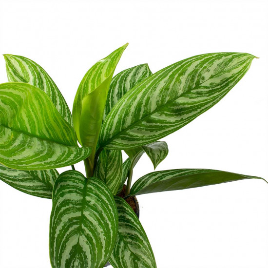 Aglaonema stripes chinese evergreen