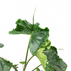 Alocasia Stingray - Elephant Ear