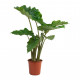 Alocasia Portodora - Upright Elephant Ear