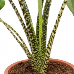 Alocasia zebrina Tiger - Elephant Ear