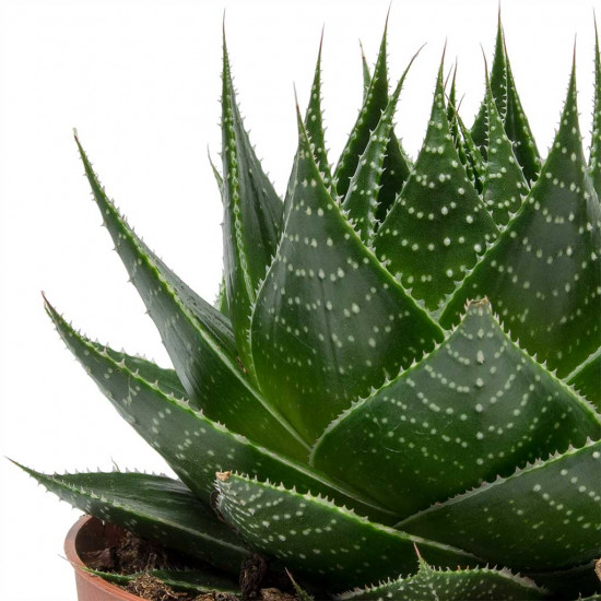 Aloe aristata cosmo