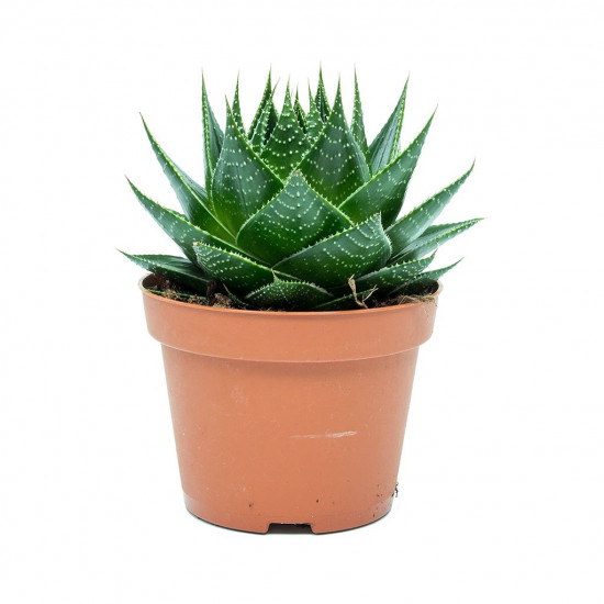 Aloe aristata cosmo