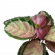Calathea roseopicta rosy - rose painted calathea