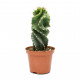 Cereus forbesii spiralis - Spiralled Cactus