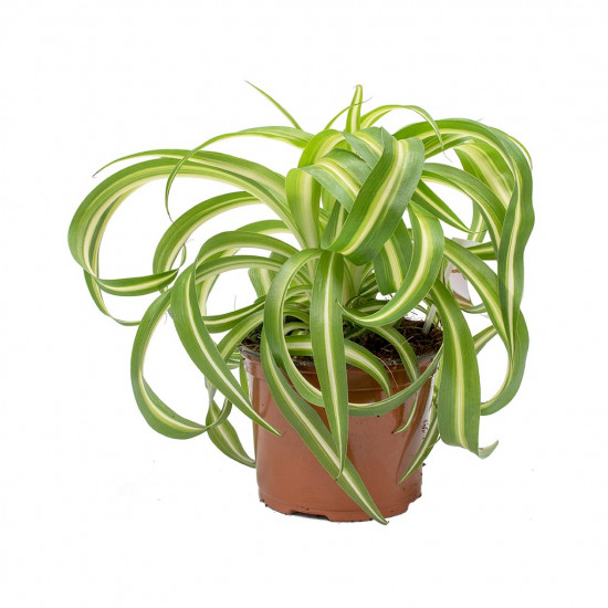 Chlorophytum bonnie curly spider plant