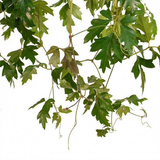 Cissus rhombifolia Ellen Dancia - Grape Ivy