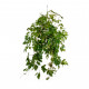 Cissus rhombifolia Ellen Dancia - Grape Ivy