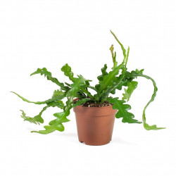   Fishbone Cactus - Epiphyllum anguliger