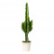 Desert Cactus - Euphorbia erytrea