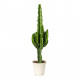 Desert Cactus - Euphorbia erytrea