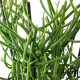 Pencil Cactus - Euphorbia Tirucalli