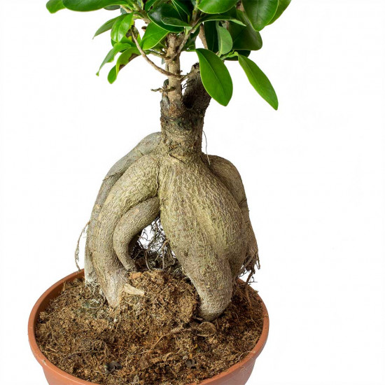 Ficus Ginseng Bonsai - Indian Laurel