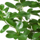 Ficus Moclame - Indian Laurel