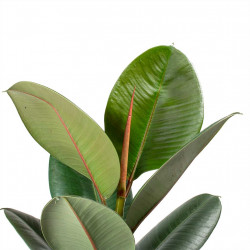 Rubber plant - Ficus elastica robusta 