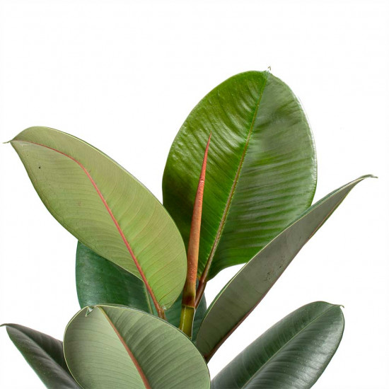 Rubber Plant - ficus robusta elastica