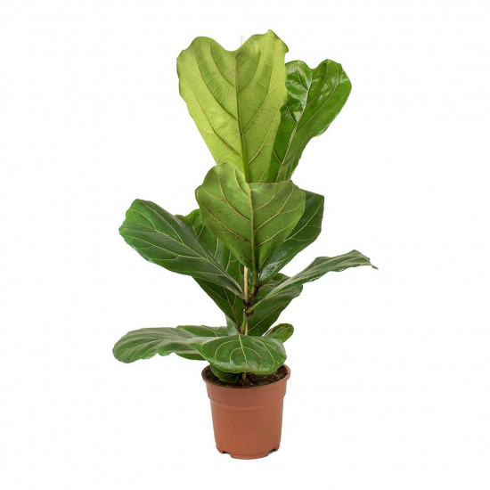 Ficus lyrata fiddle leaf fig
