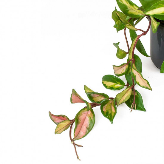 Hoya Carnosa Rubra Wax Plant