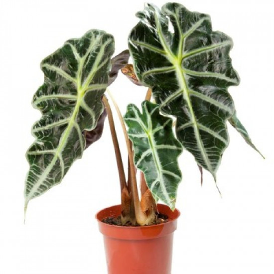 Alocasia plant