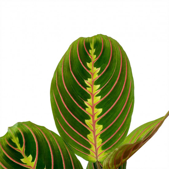 Maranta leuconeura var.erythroneura - herringbone plant