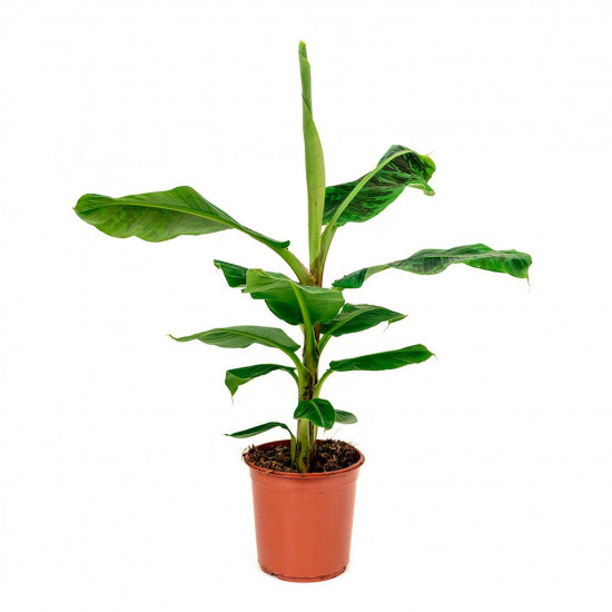 Musa dwarf cavendish - banana plant 