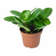 Peperomia Obtusifolia - green baby rubber plant