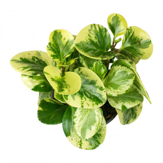 Peperomia Obtusifolia - variegated baby rubber plant