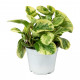 Peperomia Obtusifolia - variegated baby rubber plant