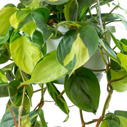 Sweetheart Hanging Plant - Philodendron Scandens Brasil 