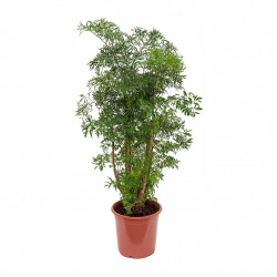 Aralia Green PLant