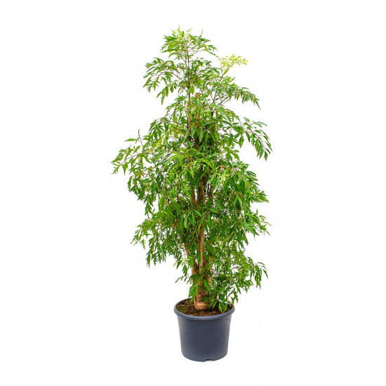 Aralia Green PLant