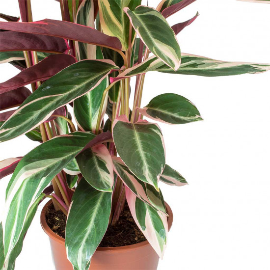 Stromanthe Triostar Plant