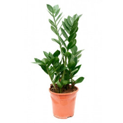 ZZ plant